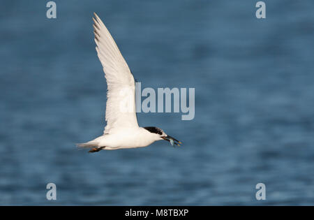 Grote stern, Sandwich Tern, Sterna sandvicensis Stock Photo