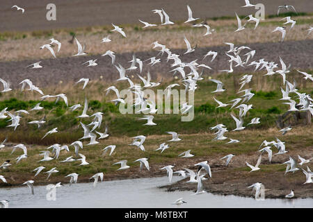 Groep Grote Sterns in vlucht; Group of Sandwich Tern taking off (Sterna sandvicensis) Stock Photo