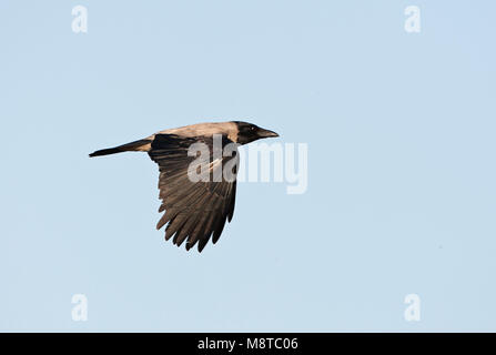 Bonte Kraai, Hooded Crow, Corvus cornix Stock Photo