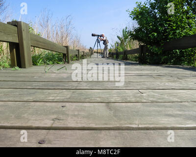 Mannelijke fotograaf met telelens staand op houten wandelpad; Male photographer with zoom lens standing on boardwalk Stock Photo