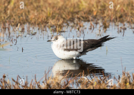 Arctic Skua (Stercorarius parasiticus) adult moulting to winter plumage Stock Photo