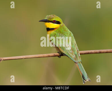 Dwergbijeneter, Little Bee-eater, Merops pusillus Stock Photo