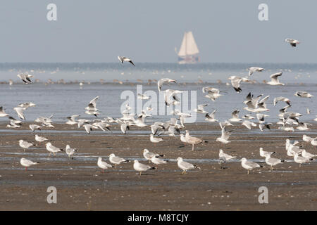 Zilvermeeuw groep in Westhoek; Herring Gull flock at Westhoek Stock Photo