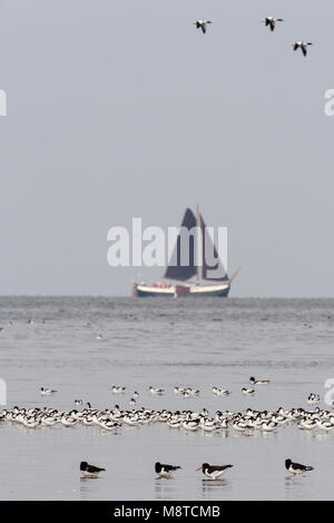 Kluten en Scholeksters in Westhoek; Pied Avocet and Eurasian Oystercatcher at Westhoek Stock Photo