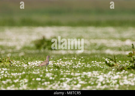 Tureluur zittend in veld met Madeliefjes; Common Redshank perched in field of Daisies Stock Photo