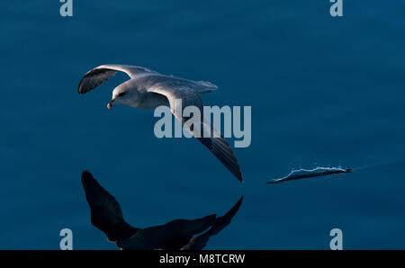 Noordse Stormvogel vliegend boven spiegelglad water; Northern Fulmar flying above arctic water Stock Photo