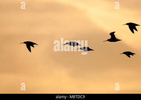 Groepje Rosse Grutto's in de vlucht; Flock of Bar-tailed Godwits in flight Stock Photo