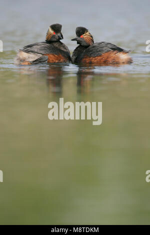 Geoorde Fuut paartje in zomerkleed; Black-necked Grebe pair in summerplumage Stock Photo