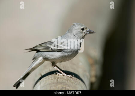 Vrouwtje Blauwe Vink; Female Blue Chaffinch Stock Photo