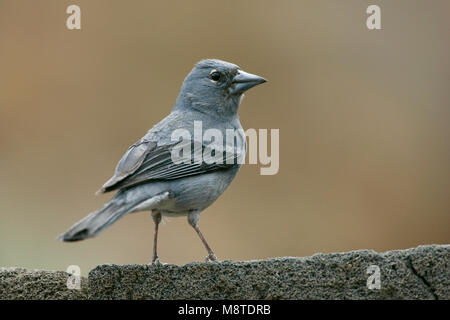 Onvolwassen mannetje Blauwe Vink; Immature male Blue Chaffinch Stock Photo