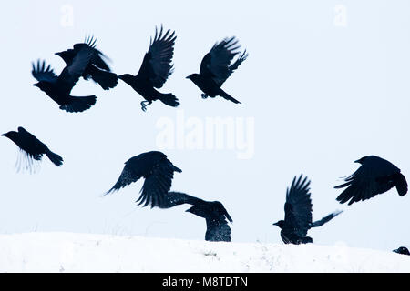 Zwarte Kraai in de vlucht; Carrion Crow in flight Stock Photo