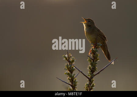 Zingende Sprinkhaanzanger; Singing Common Grasshopper Warbler Stock Photo