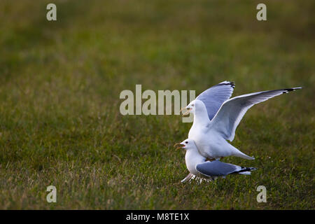 Parende Stormmeeuwen; Mating Mew Gulls Stock Photo