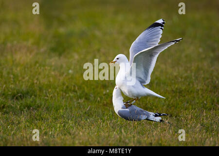 Parende Stormmeeuwen; Mating Mew Gulls Stock Photo