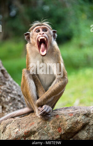 Rhesus Macaque (Macaca mulatta) monkey in Sri Lanka - screaming or shouting. Stock Photo