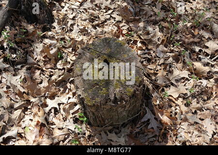 A tree log has laid on the ground for many years and is now beginning to rot and decay. Stock Photo