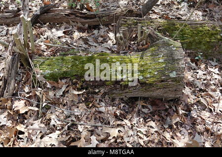 A tree log has laid on the ground for many years and is now beginning to rot and decay. Stock Photo