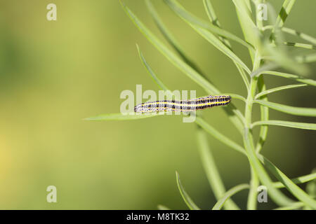 Toadflax brocade moth larva Stock Photo