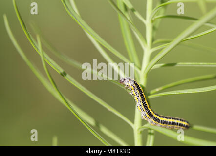 Toadflax brocade moth larva Stock Photo