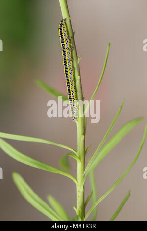 Toadflax brocade moth larva Stock Photo