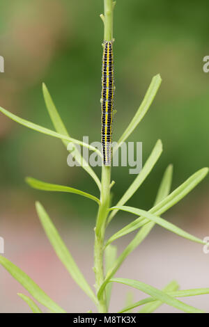 Toadflax brocade moth larva Stock Photo