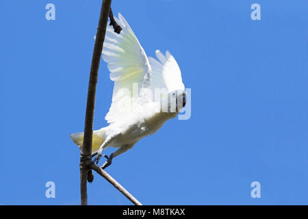 Kleine Geelkuifkaketoe, Yellow-crested Cockatoo, Cacatua sulphurea Stock Photo