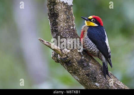Goudmaskerspecht, Yellow-fronted Woodpecker, Melanerpes flavifrons Stock Photo