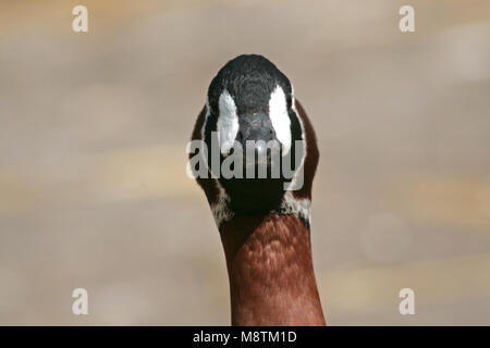 Red-breasted Goose head close-up; Roodhalsgans kop beeldvullend Red-breasted Goose head close-up; Roodhalsgans kop beeldvullend