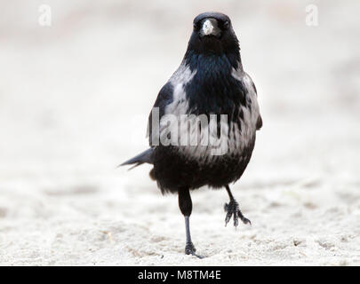 Hybride Bonte Kraai x Zwarte Kraai lopend in zand; Hybrid Hooded Crow x Carrion Crow walking in sand