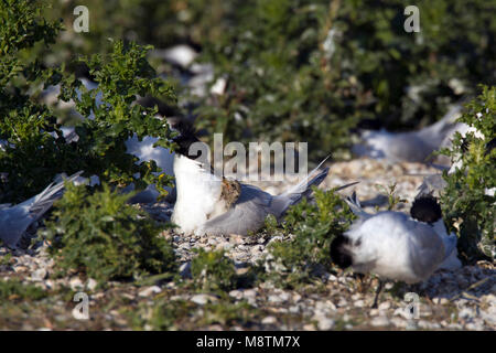 Grote Stern met kuiken in kolonie; Sandwich Tern with chick in colony Stock Photo
