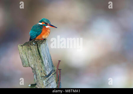 IJsvogel vrouw in winter op paal; Kingfisher female in winter on a post Stock Photo