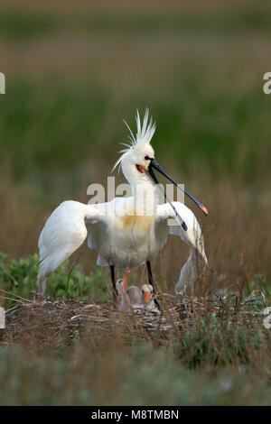 Lepelaar op nest met jong, Eurasian Spoonbill on nest with chick Stock Photo