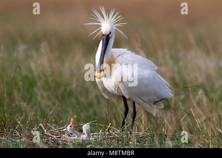 Lepelaar op nest met jong, Eurasian Spoonbill on nest with chick Stock Photo