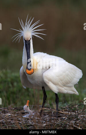 Lepelaar op nest met jong, Eurasian Spoonbill on nest with chick Stock Photo