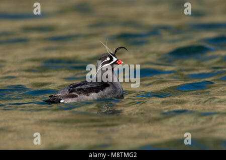 Geoorde dwergalk, Whiskered auklet Stock Photo