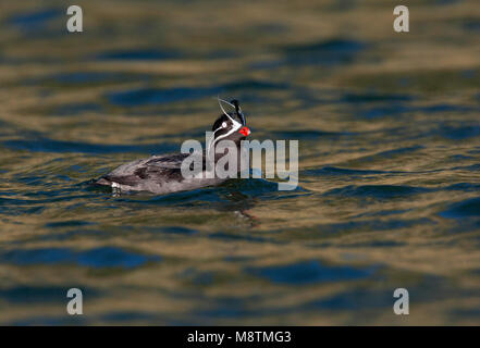 Geoorde dwergalk, Whiskered auklet Stock Photo