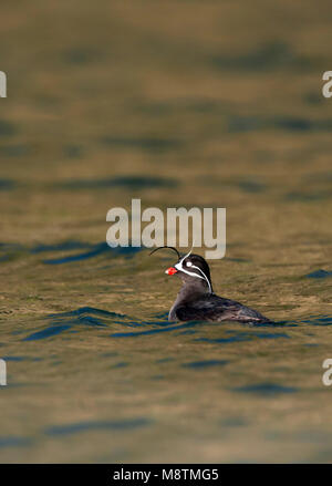 Geoorde dwergalk, Whiskered auklet Stock Photo