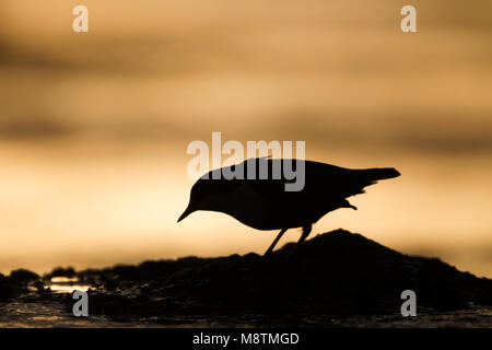Zwartbuikwaterspreeuw staand op waterkant bij zonsondergang; Black-bellied Dipper standing at waterside at sunset Stock Photo