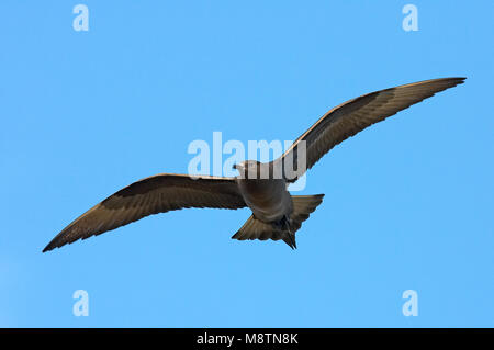 Vliegende Kleine Jager; Flying Parasitic Jaeger Stock Photo