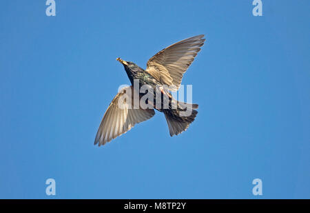 Spreeuw In Vlucht Common Starling In Flight Stock Photo Alamy