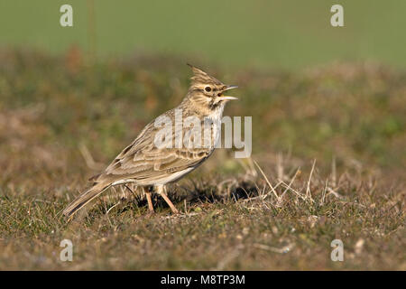 Kuifleeuwerik zingend op de grond; Common Crested Lark singing on the ground