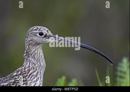 Eurasian Curlew close-up; Wulp portret Stock Photo