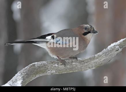 Eurasian Jay perched on a snow covered branch; Vlaamse Gaai zittend op een besneeuwde tak Stock Photo