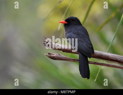 Bird image by Laurens Steijn Stock Photo