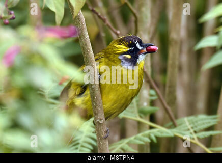 Yellow-throated Bulbul, bird of thornscrub of south India Stock Photo