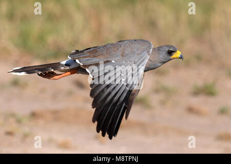 Bleke zanghavik, Eastern Chanting Goshawk, Melierax poliopterus Stock Photo