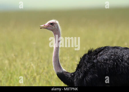 Ostrich (Struthio camelus) male close-up in the Masai Mara Stock Photo