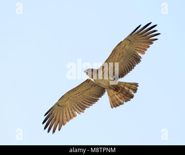 Slangenarend, Short-toed Eagle, Circaetus gallicus Stock Photo