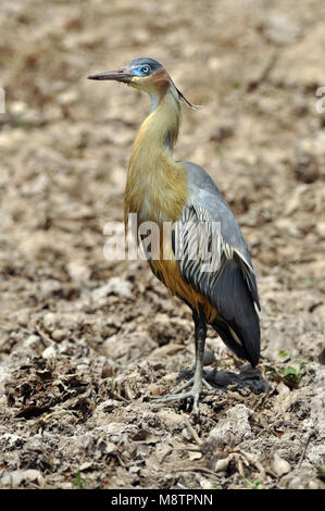 Bird image by Laurens Steijn Stock Photo