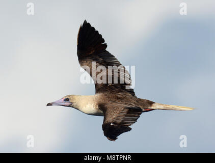 Roodpootgent; Red-footed Booby, between New Caledonia and Rennel Island, April 4th 2013 Stock Photo